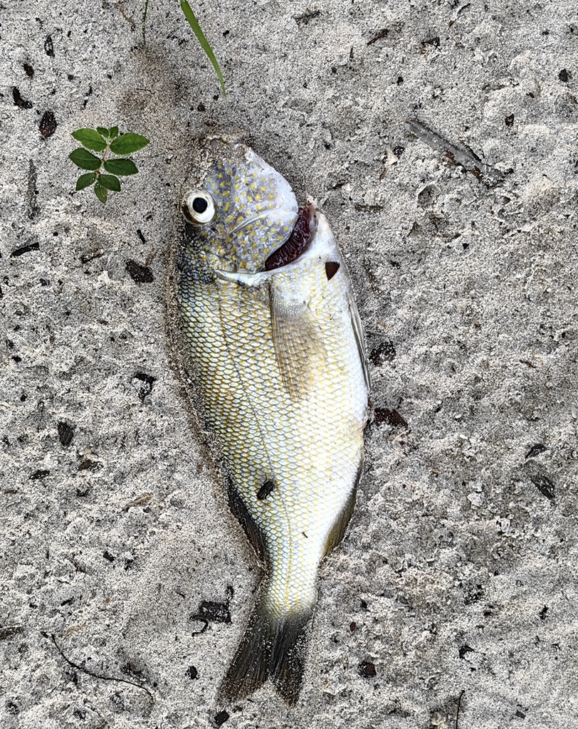 Varkensgrommer (Orthopristis chrysoptera) — Haemulidae