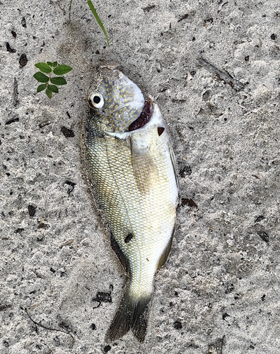 Pigfish (Orthopristis chrysoptera) — Haemulidae
