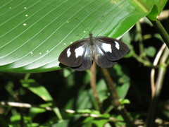 Leptophobia caesia tenuicornis