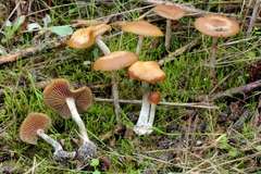 Blue meanies (Psilocybe cyanescens)