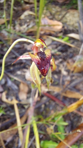 thick-lip spider-orchid (Caladenia tessellata)