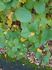 Fothergilla ×intermedia