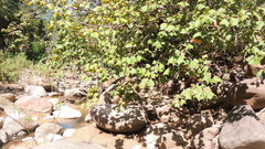 Platanaceae