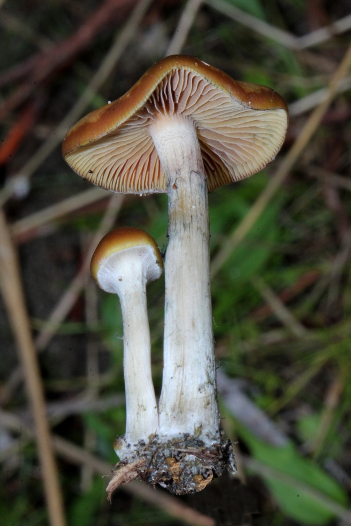 Hymenogastraceae