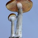 Psilocybe Mushrooms - Photo (c) Alan Rockefeller, some rights reserved (CC BY), uploaded by Alan Rockefeller