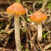 Psilocybe Mushrooms - Photo (c) Alan Rockefeller, some rights reserved (CC BY), uploaded by Alan Rockefeller
