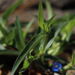 Commelina lanceolata