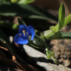 Commelina lanceolata