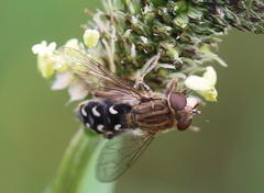 Anasimyia transfuga