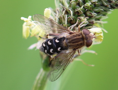 Anasimyia transfuga