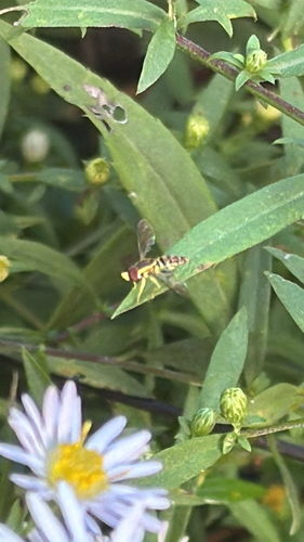 Unknown species found near Archcrest Ct, Greeneville, TN, US