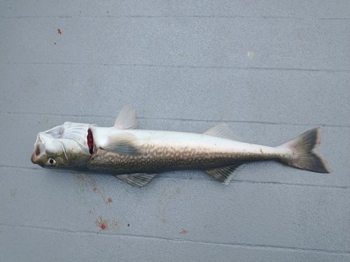 Black cod (Anoplopoma fimbria) — Anoplopomatidae — 4