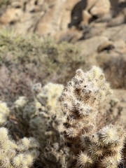 Cylindropuntia chuckwallensis
