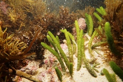 Caulerpa brownii