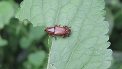 Odoiporus longicollis