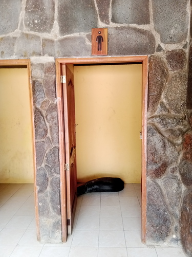 Photo of Galapagos Sea Lion (Zalophus wollebaeki)