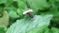 Leucauge celebesiana