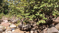 Platanaceae