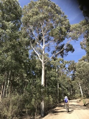 Eucalyptus pauciflora