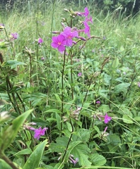 Phlox ovata