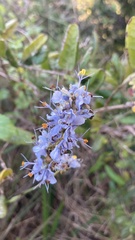 Libertia sessiliflora, photograph (c) Duban Espinoza, some rights reserved (CC BY)