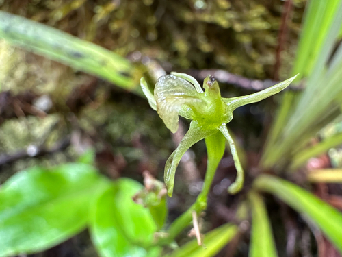 Liparis hawaiensis observed 2025-09-23