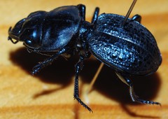 Philoscaphus costalis
