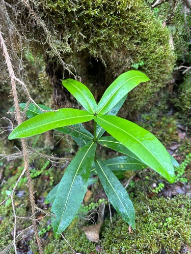 Melicope clusiifolia observed 2025-09-23