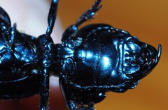 Philoscaphus costalis