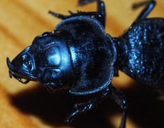 Philoscaphus costalis