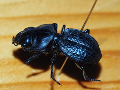 Philoscaphus costalis