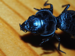 Philoscaphus costalis