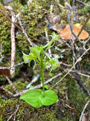 Liparis hawaiensis observed 2025-09-23