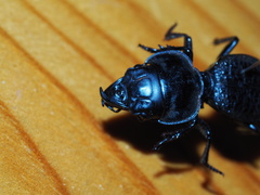 Philoscaphus costalis