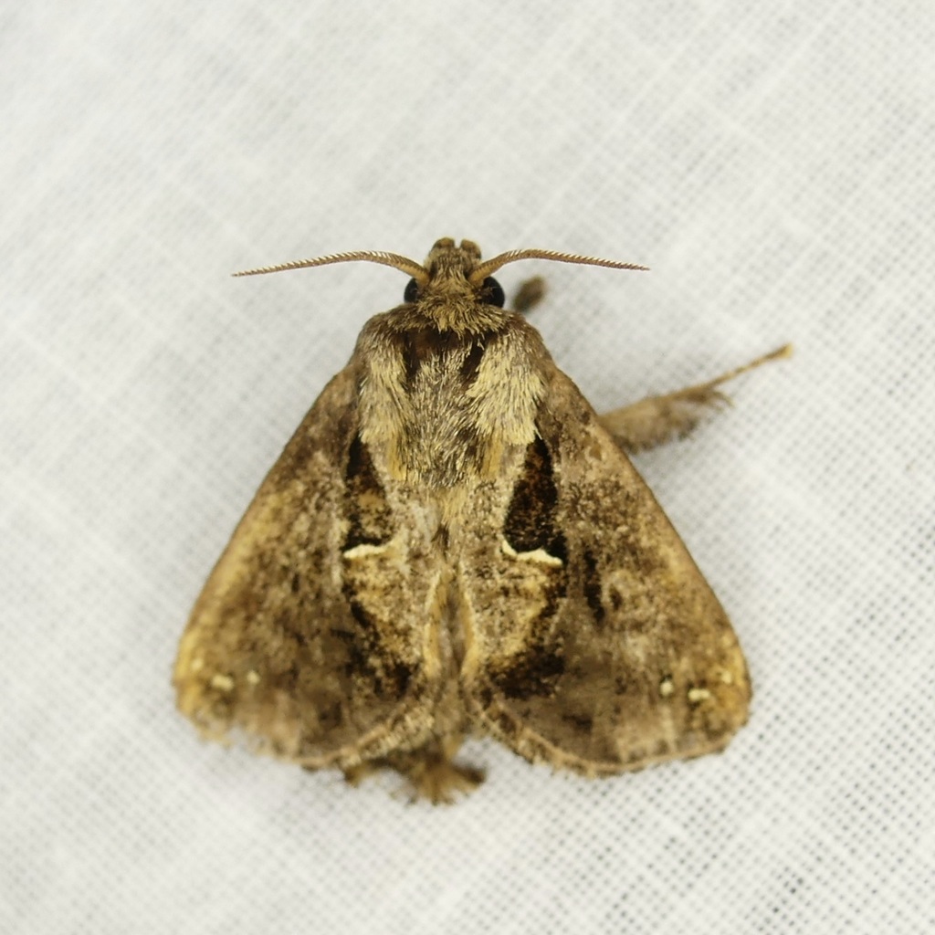 Euclea peroloides