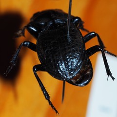 Philoscaphus costalis