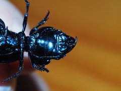 Philoscaphus costalis