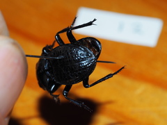 Philoscaphus costalis