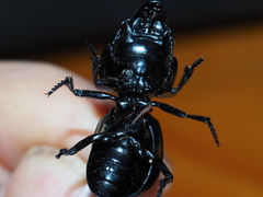 Philoscaphus costalis