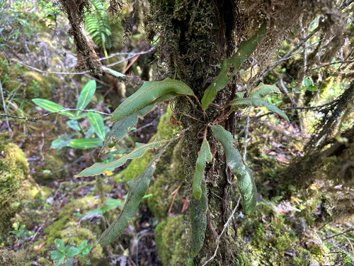 Elaphoglossum paleaceum observed 2025-09-23
