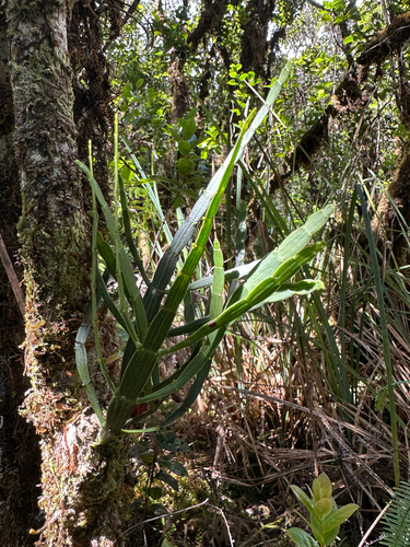 Korthalsella complanata observed 2025-09-23