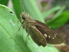 Polytremis lubricans