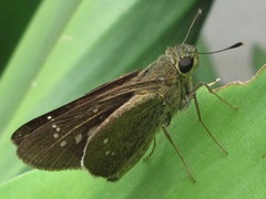 Polytremis lubricans