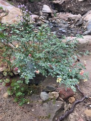 Acmispon grandiflorus grandiflorus