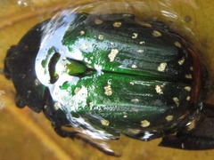 Protaetia niveoguttata