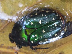 Protaetia niveoguttata