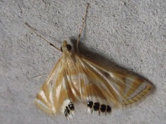 Eoophyla sejunctalis