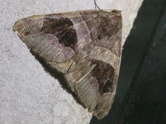 Bastilla
