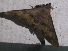 Hypospila