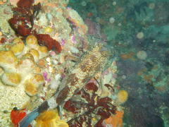 Acanthistius sebastoides